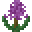 Hyacidus
