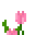 Tall Mystical Pink Flower