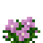 Magenta Wildflowers