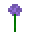 Allium (Botany)
